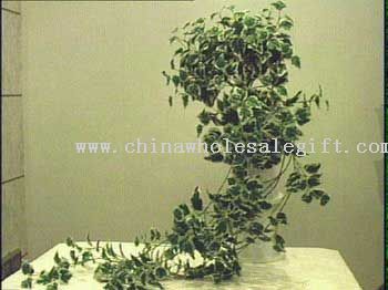 Holland Ivy Bush