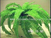 Boston Fern images