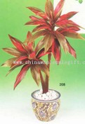 Cordyline Dracaena images
