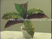 Croton images