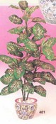 Dieffenbachia images