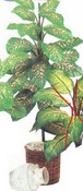 Giant Dieffenbachia images