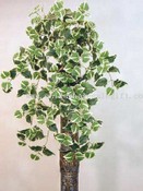 Giant Holland Ivy Bush images