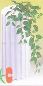 Mini Fittonia asma images