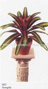 Neoregelia images