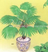Palmetto images