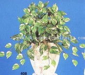 Pothos Philo Bush images