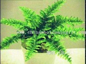 Ruffle Fern images