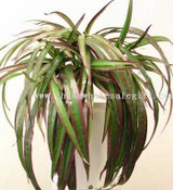 Yucca images