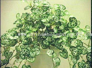 Mini Ceropegia Bush