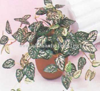 Mini Hypoestes Bush