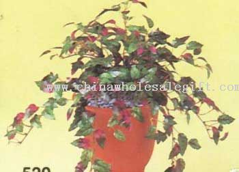 Mini Purple Passion Bush