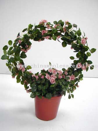 Mini Rose Plant