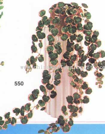 Mini Strawberry Begonia Vine