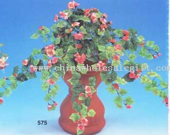 Mini Tuberous Begonia Bush