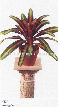 Neoregelia