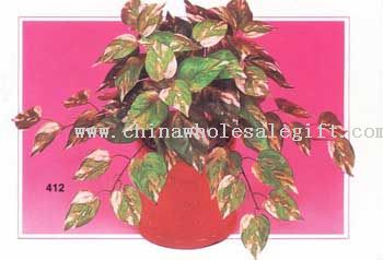 Pothos Philo Bush