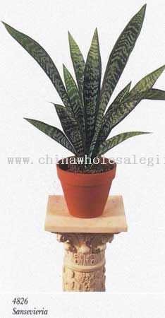 Sansevieria