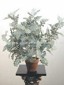Frosted Dusty Miller Bush small picture