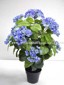 Hydrangea Tree W/Pot small picture