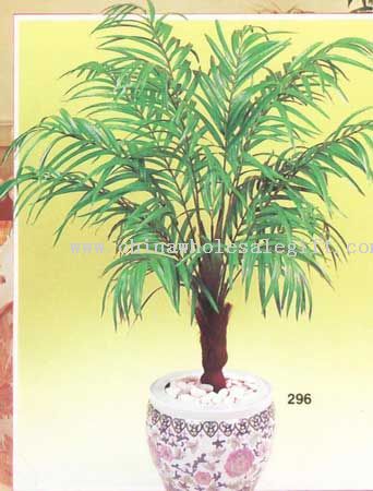 Syagrus Palm
