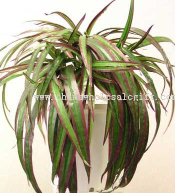 Yucca