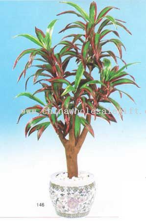 Cordyline Dracaena