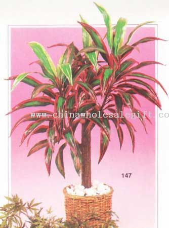 Cordyline Dracaena