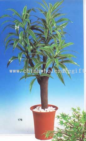 Dracaena