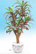 Dracaena Cordyline images