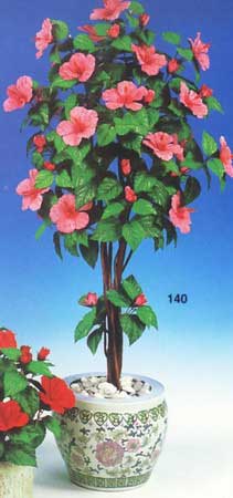 Hibiscus