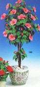 Hibiscus images