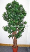 Podocarpus images