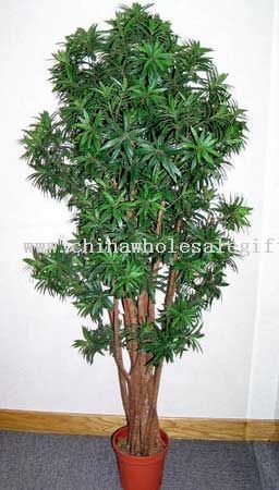 Podocarpus