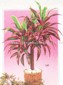 Cordyline Dracaena small picture