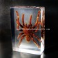 Stor Tarantula Crystal Paperweight small picture