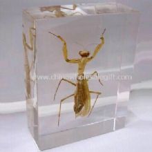 Real insecto Mantis Lucite pisapapeles de acrílico images