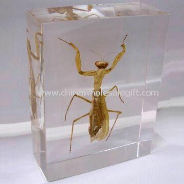 Real insecto Mantis Lucite pisapapeles de acrílico